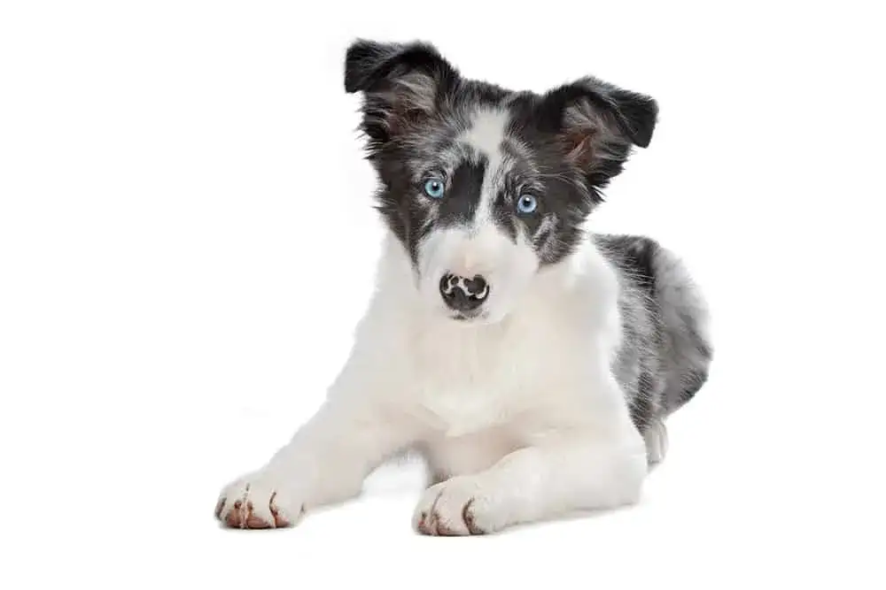 szczeniak border collie z rodowodem