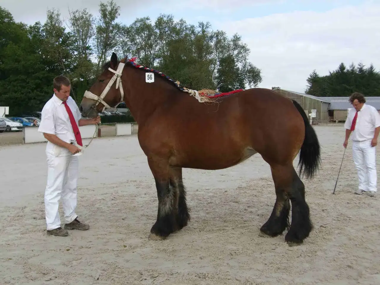 Un magnifique ardennais cheval, fier et puissant, est présenté par son handler. Sa crinière tressée de couleurs vives et son numéro 56 annoncent sa participation à un concours.