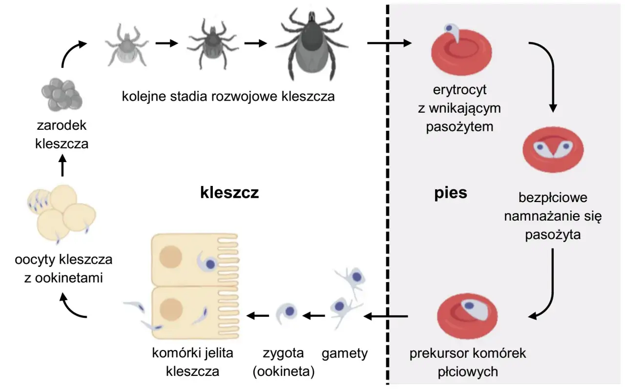 Cykle rozwojowe protistów: kleszcz rozmnaża się płciowo i bezpłciowo, zarażając psa.