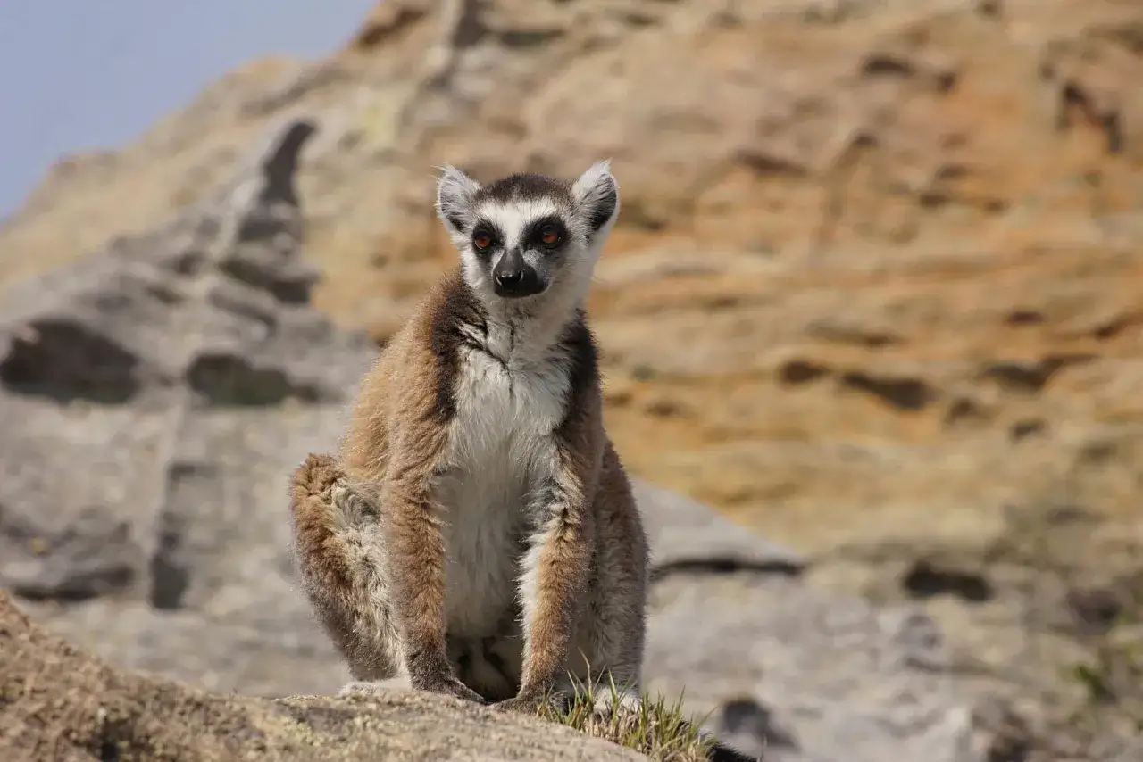 Lemur siedzący na skale, z charakterystycznymi oczami. Idealny czas, kiedy lecieć na Madagaskar, by go zobaczyć.