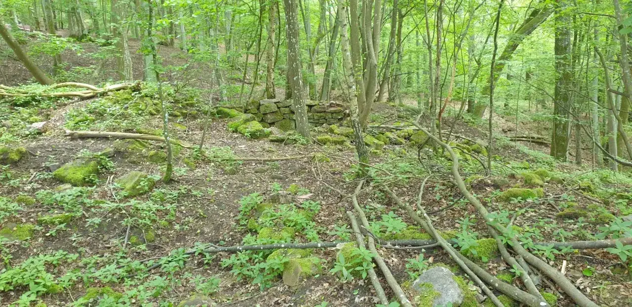 Verwitterte Mauern der Burg Steinach, &uuml;berwuchert von Moos und umgeben von einem dichten Wald.