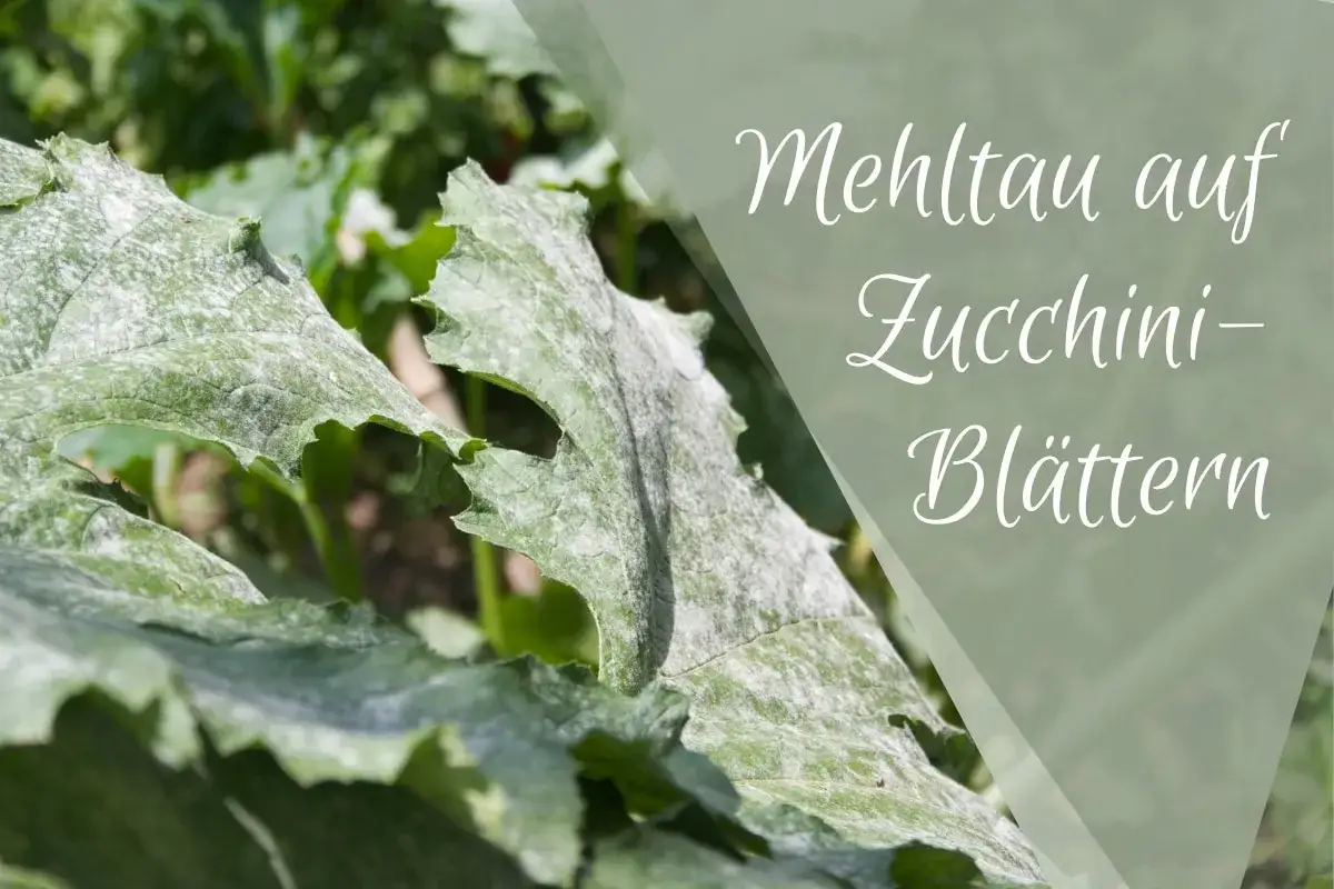 Zucchini-Bl&auml;tter mit wei&szlig;em Belag, Anzeichen von Mehltau.