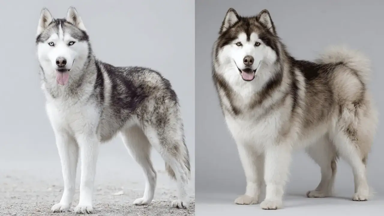 Dwa psy rasy husky, jeden z niebieskimi oczami, drugi z brązowymi, prezentują, jak wygląda pies husky.