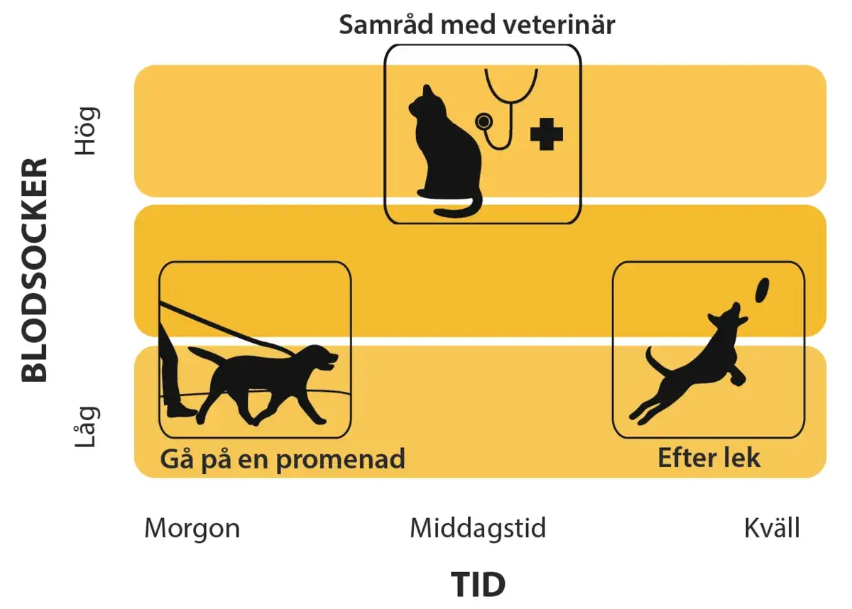 Diagram visar blodsockernivåer hos hundar. Lågt blodsocker vid morgonpromenad, högt vid veterinärbesök. Efter lek är blodsockret måttligt.
