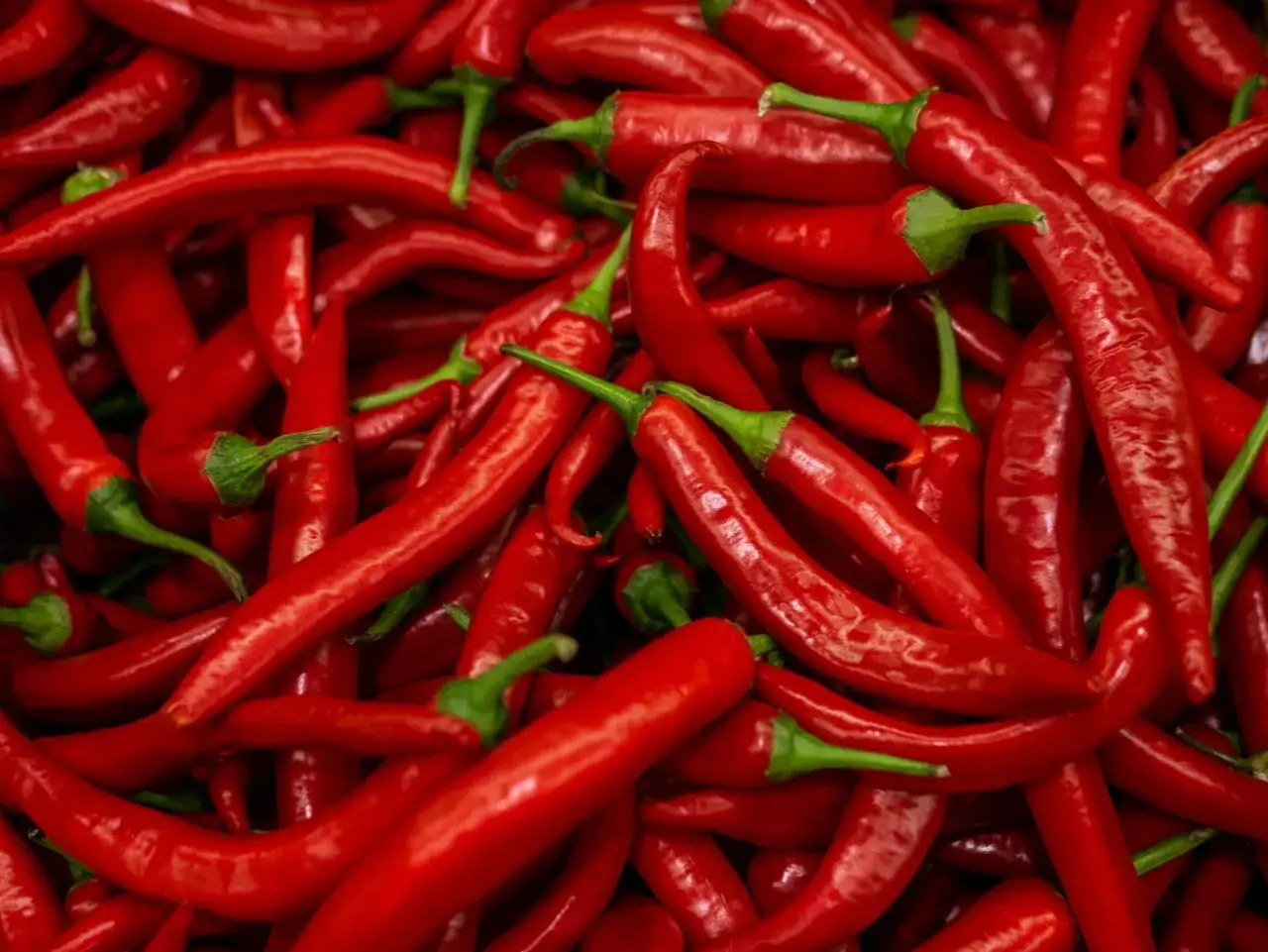 Mnóstwo ostrych, czerwonych papryczek chili, w tym kilka zielonych ogonków. Czy jalapeno jest zdrowe? Tak, papryczki chili są pełne witamin!