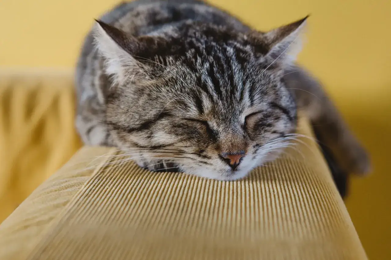 Eine getigerte Katze schl&auml;ft friedlich auf einem gelben Cord-Sofa. Welcher Stoff bei Katzen am beliebtesten ist? Wahrscheinlich weiche, kuschelige Materialien wie dieses.