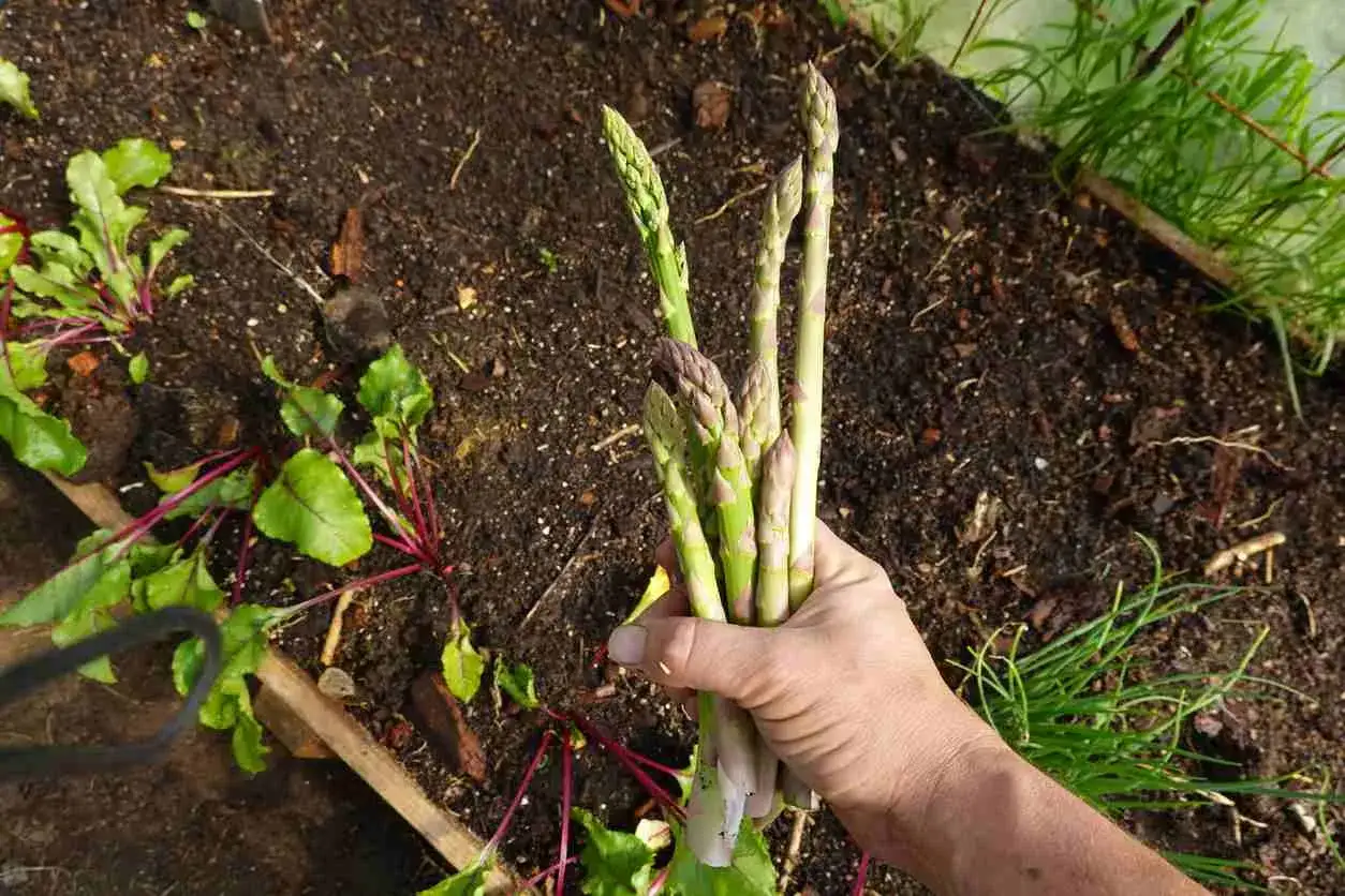 Main d'un jardinier tenant une botte d'asperges fra&icirc;chement cueillies, signe d'une bonne asperge culture entretien.