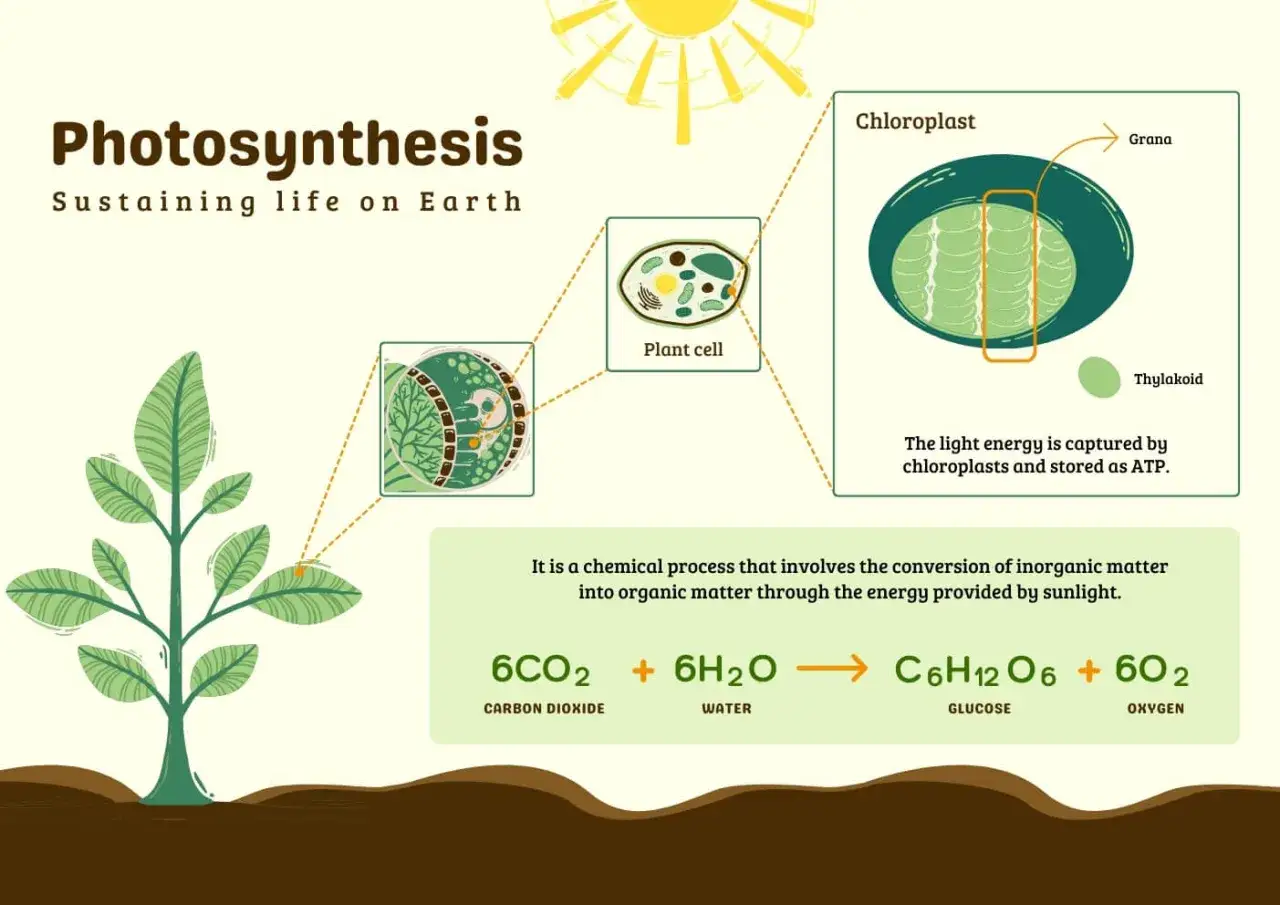Ilustracja wyjaśnia, fotosynteza co to: proces zamiany dwutlenku węgla i wody w glukozę i tlen dzięki energii słonecznej, zachodzący w chloroplastach.
