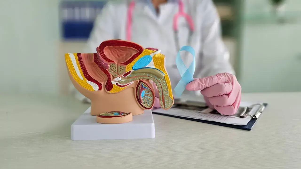 Model męskich narządów płciowych i pęcherza moczowego. Różowa rękawiczka trzyma błękitną wstążkę, symbolizującą świadomość objawów raka prącia.