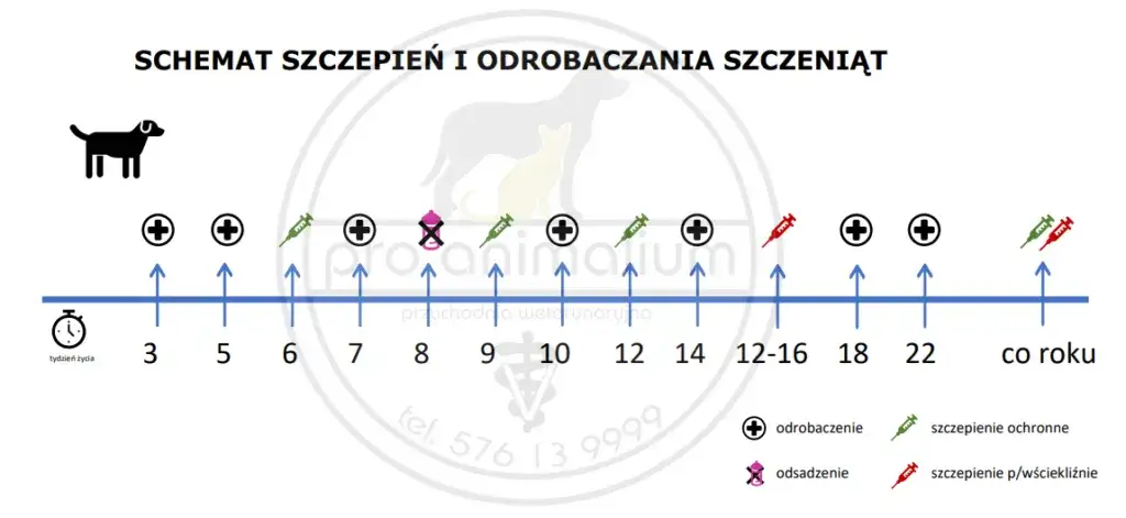Kalendarz odrobaczenia szczeniaka
