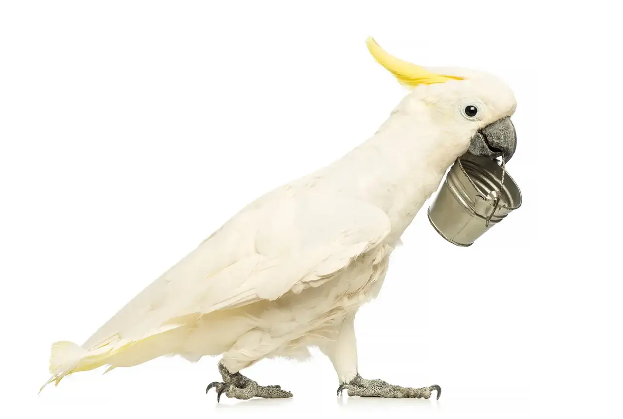 Un cacatua bianco con cresta gialla porta un secchiello in metallo nel becco, pronto a parlare.