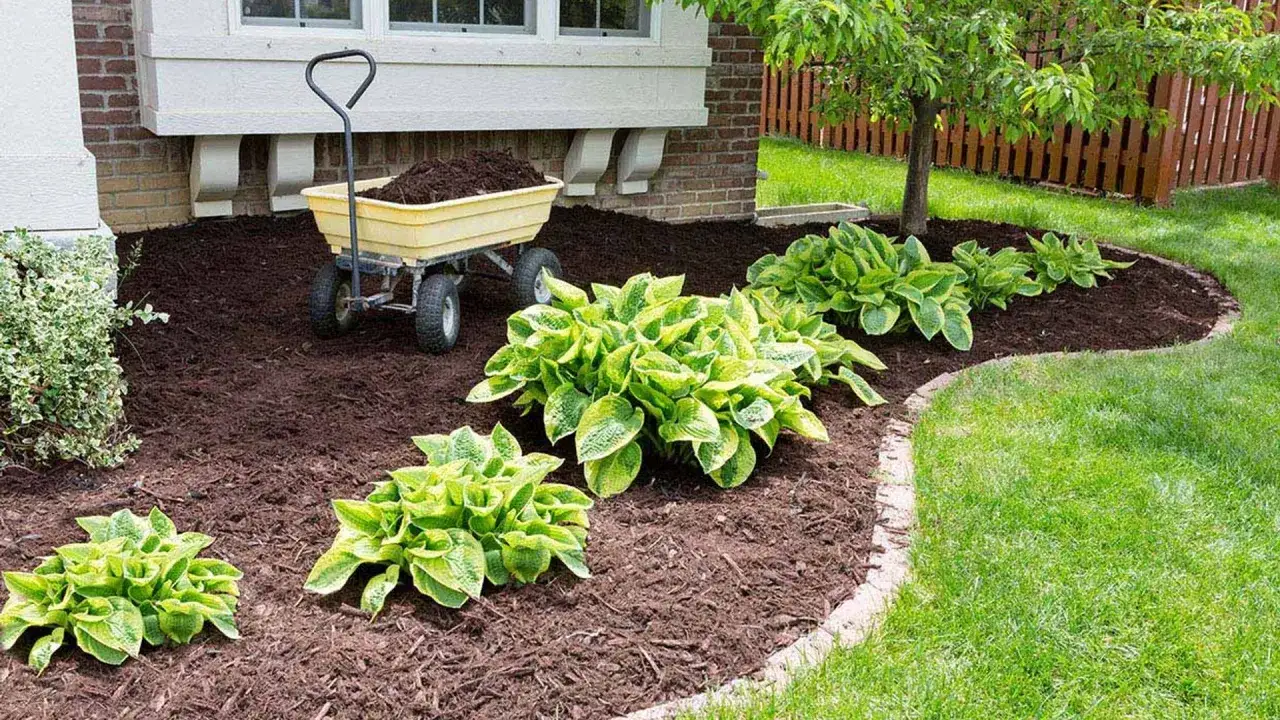 Un jard&iacute;n cuidado con plantas hosta y un carrito lleno de tierra, listo para el mulching que es una t&eacute;cnica esencial para la salud del suelo.