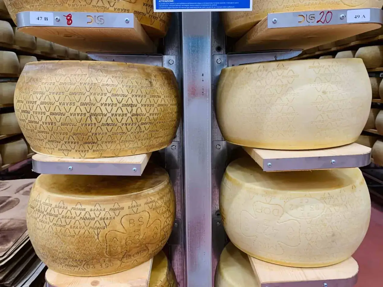 Duże kręgi sera Grana Padano i Parmigiano Reggiano dojrzewają na półkach.