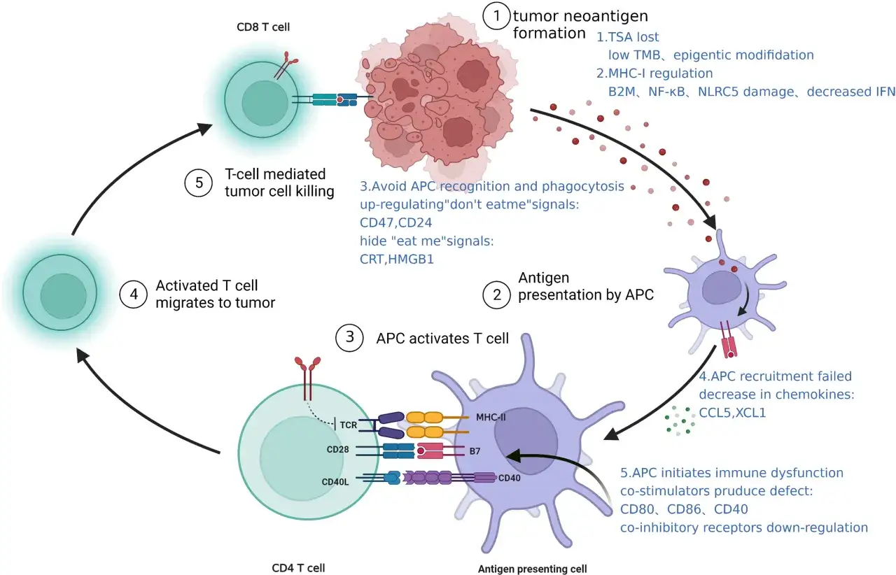 Schema zur Immuntherapie bei Brustkrebs: T-Zellen erkennen und töten Tumorzellen, während APCs Antigene präsentieren.