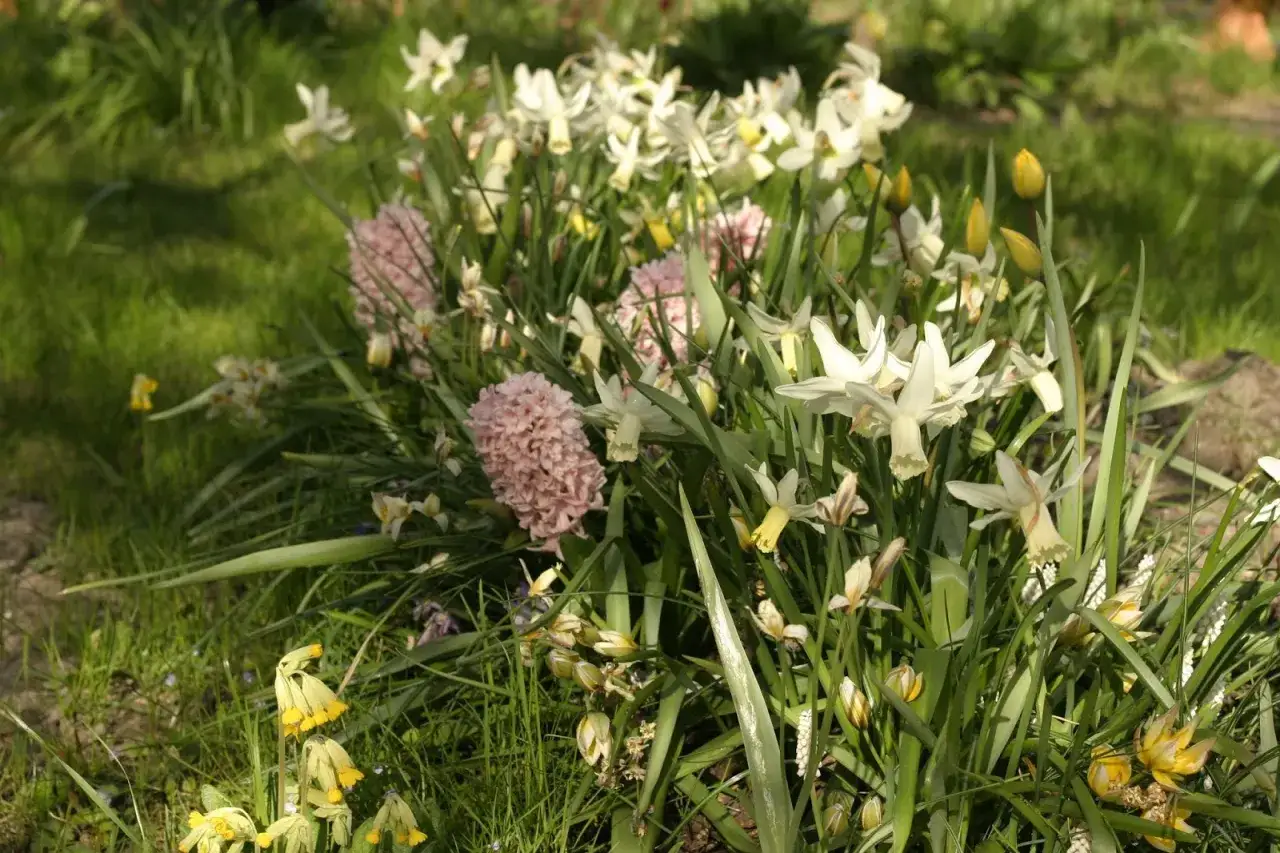 En rabatt med vita narcisser, rosa hyacinter och gula sm&ouml;rblommor. En vacker syn som visar hur man kan plantera hyacinter ute f&ouml;r att skapa f&auml;rg.
