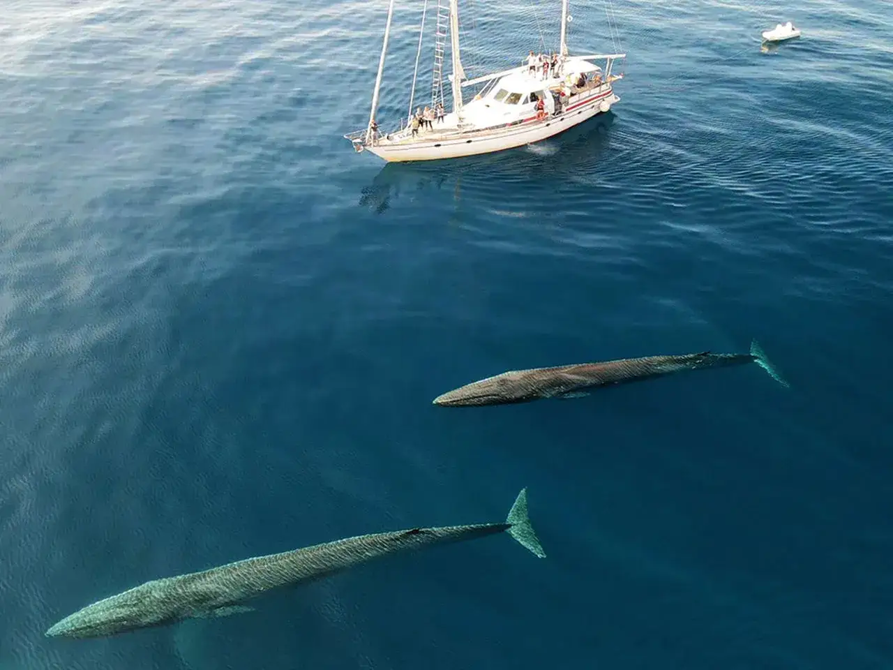 Due balene nuotano vicino a una barca a vela, un avvistamento emozionante di balene in Italia.