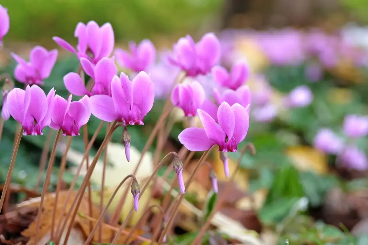 Fleurs roses de cyclamen vivace écloses sur un parterre automnal, leurs pétales délicats se détachant sur le feuillage.