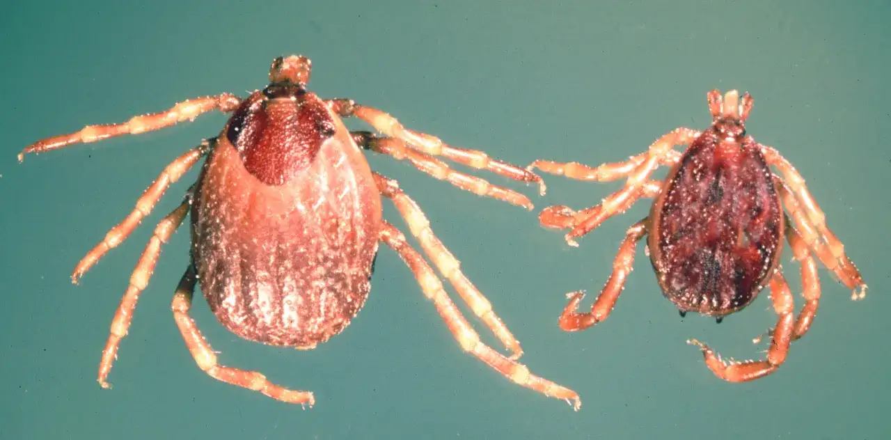 Deux tiques géantes, l'une plus grosse que l'autre, se dressent sur leurs pattes, prêtes à s'accrocher.