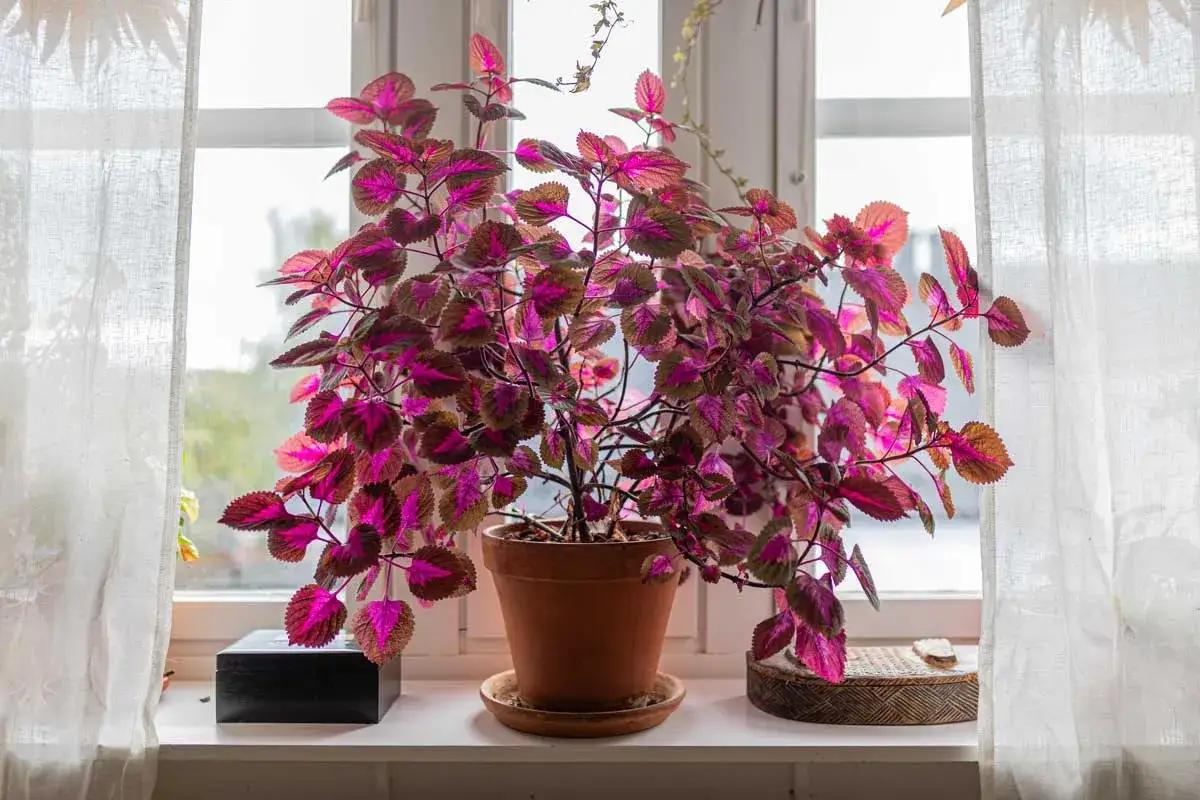 Un rigoglioso coleus in casa, con foglie dai colori vivaci, illumina il davanzale accanto a una finestra con tende bianche.