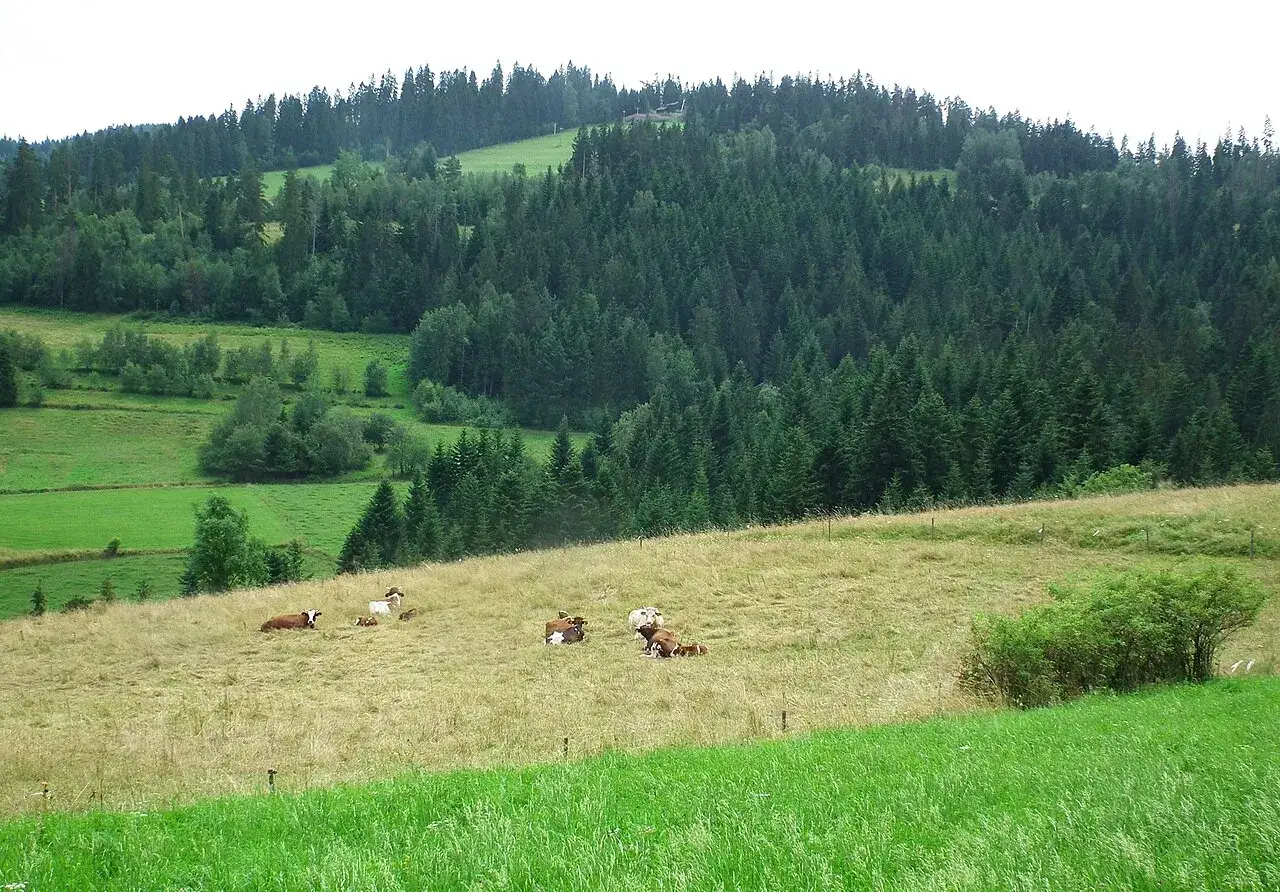 Krowy pasące się na łące wzdłuż maciejowa szlak. W tle las i zielone wzgórza.