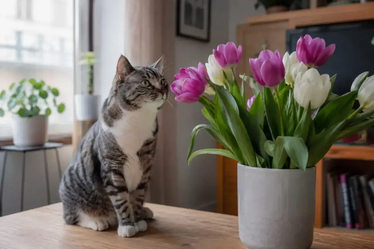 Kot wpatruje się w bukiet tulipanów. Czy tulipany są trujące dla kota? Warto to sprawdzić, bo koty bywają ciekawskie.