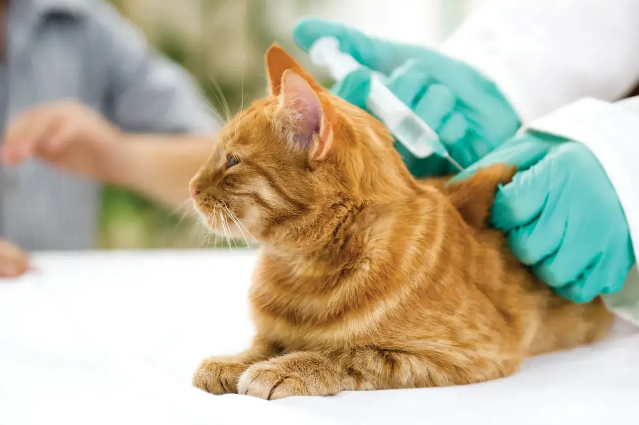 Ein Tierarzt impft eine orangefarbene Katze. Die Impfung sch&uuml;tzt die Katze vor Krankheiten.