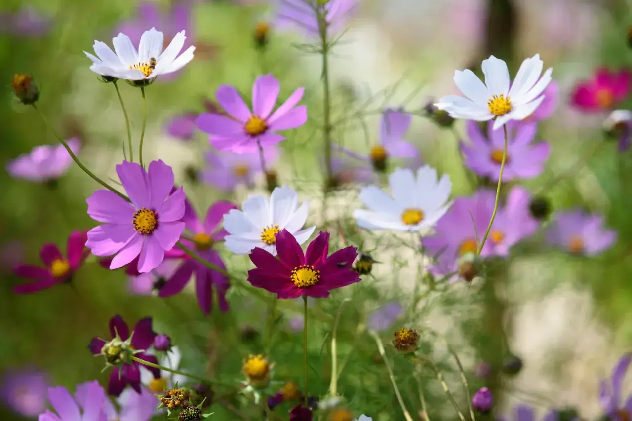 Bunte Cosmea-Blüten in Lila und Weiß, einige mit Bienen. Eine zarte, **cosmea winterhart**-Blume im Vordergrund.