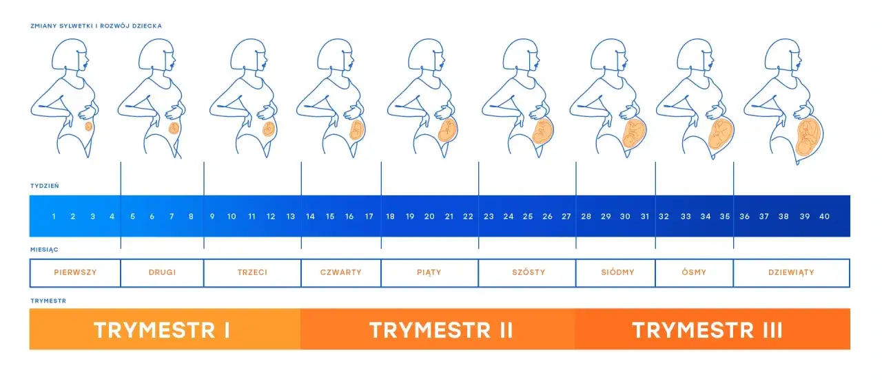 Ilustracja pokazuje zmiany sylwetki kobiety w ciąży od 1 do 40 tygodnia, pokazując rozwój dziecka. Długość ciąży to 40 tygodni.