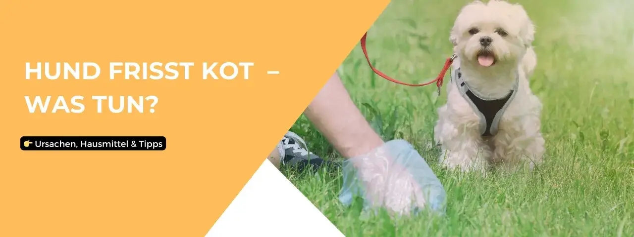 Ein weißer Hund im Geschirr sitzt im Gras. Daneben eine Hand mit Kotbeutel, die den Kot des Hundes aufhebt. Der Text fragt: