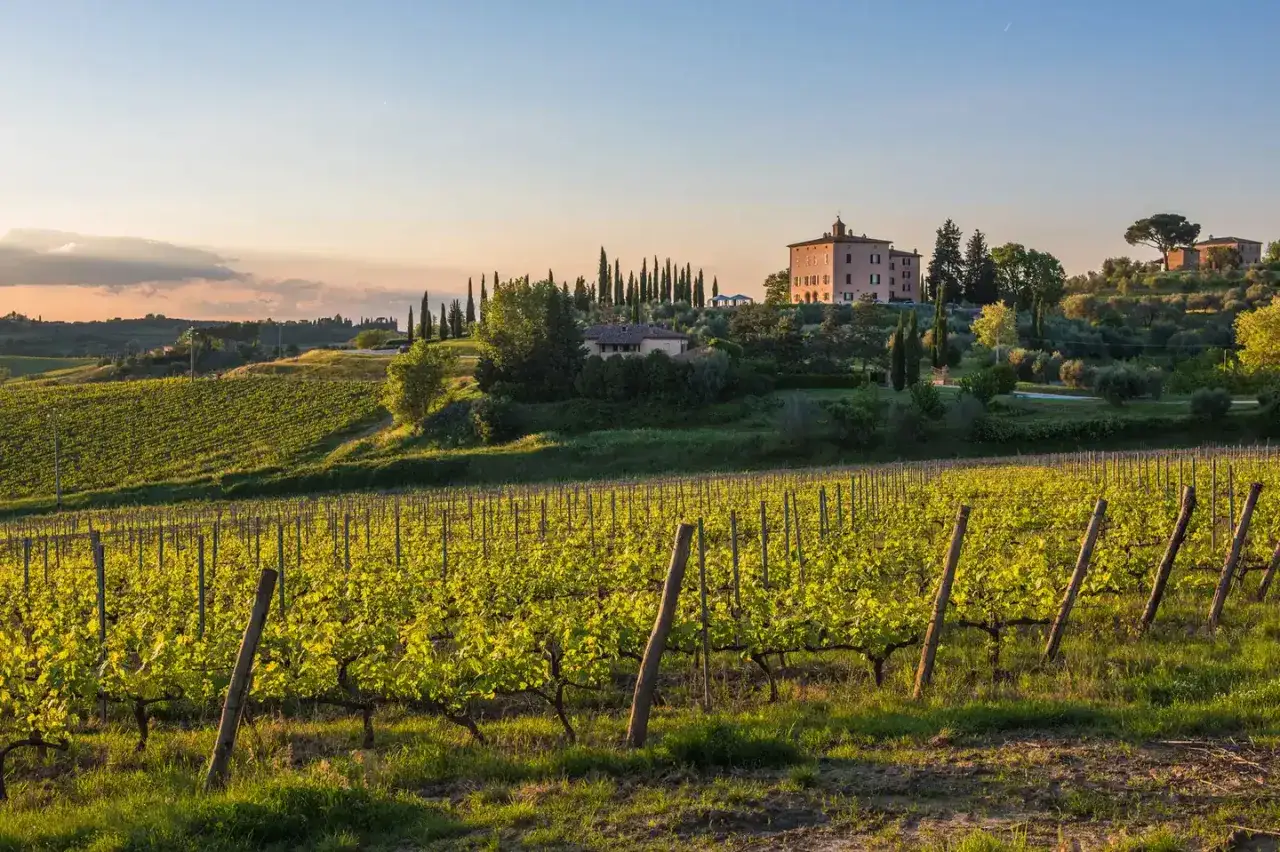 Sonnenuntergang über Weinbergen in der Toskana. Ein Weingut mit Zypressen und Olivenbäumen im Hintergrund.