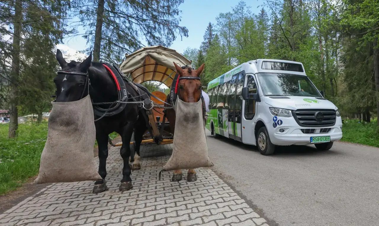 Dwa konie w workach na pyski, gotowe do kursu do Morskiego Oka. Obok biały bus.