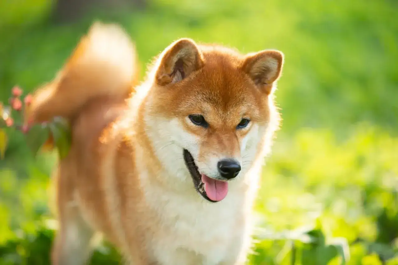 Szczęśliwy pies rasy Shiba Inu, jeden z tych spokojnych psów średniej wielkości, cieszy się słońcem na zielonej łące.