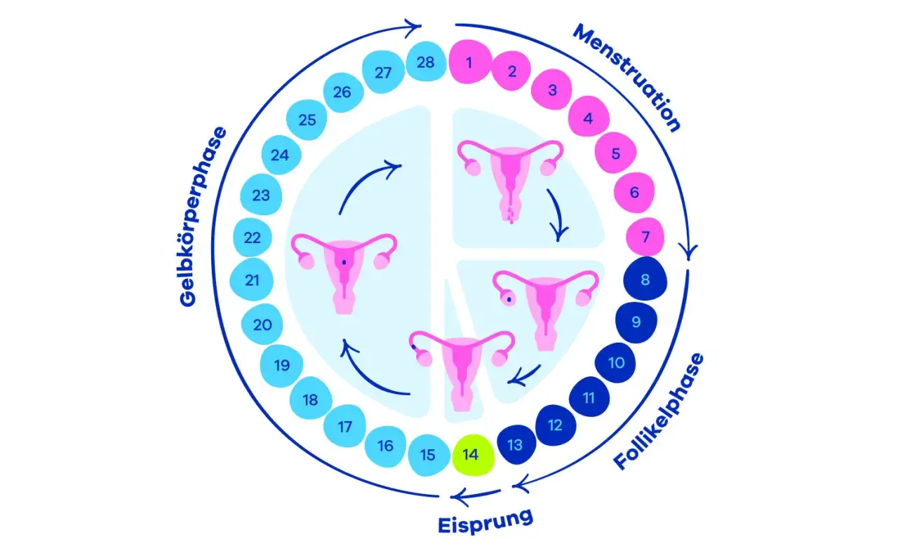 Schema des weiblichen Zyklus: Menstruation, Follikelphase, Eisprung und Gelbk&ouml;rperphase.
