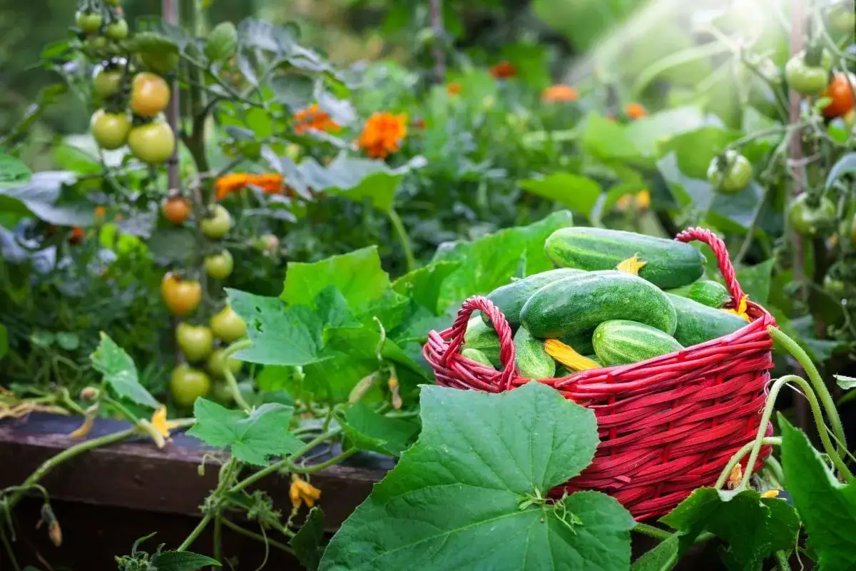 Frisch geerntete snackgurken liegen in einem roten Korb im Hochbeet, umgeben von Tomaten und leuchtend orangefarbenen Blumen.