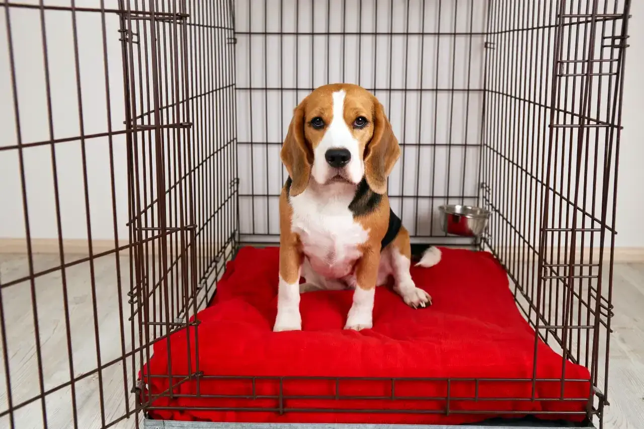 Smutny beagle w klatce kennelowej, cierpiący na lęk separacyjny. Pies siedzi na czerwonym posłaniu, patrząc wprost.
