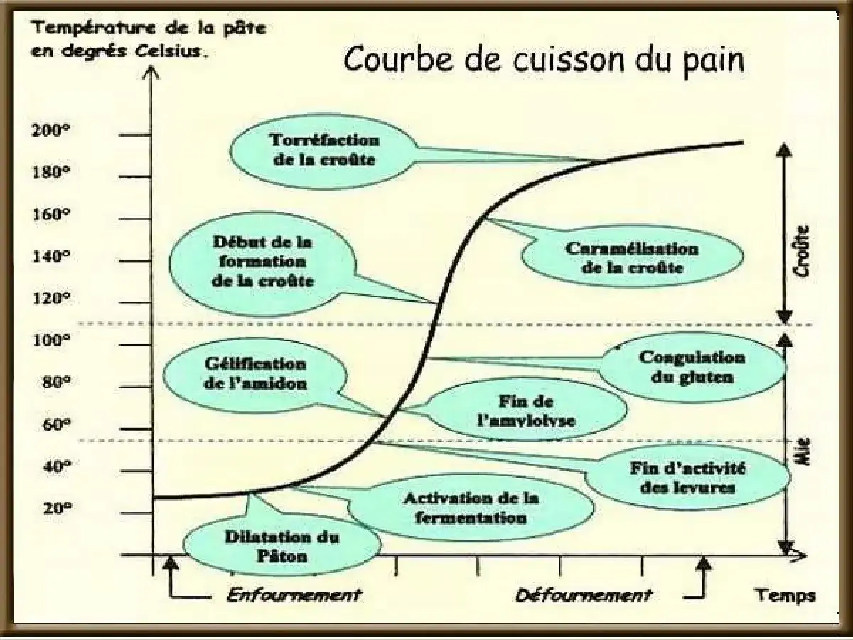 Courbe de cuisson du pain : la temp&eacute;rature de la p&acirc;te &eacute;volue de 20&deg;C &agrave; 200&deg;C, montrant la dilatation, la g&eacute;lification, la formation de la cro&ucirc;te et sa caram&eacute;lisation.
