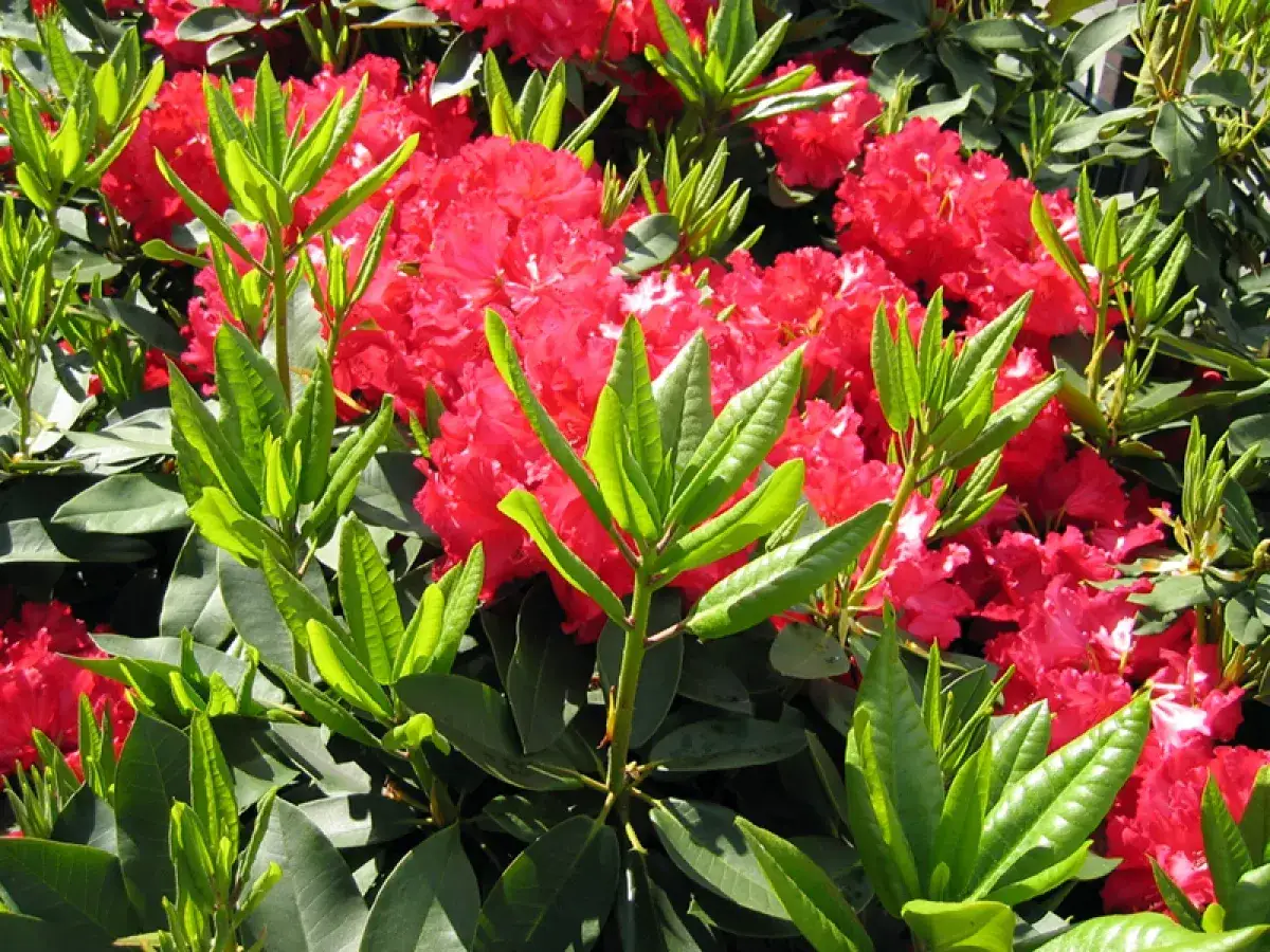 Magnifique exposition de rhododendrons aux fleurs rouges éclatantes et au feuillage vert vif.