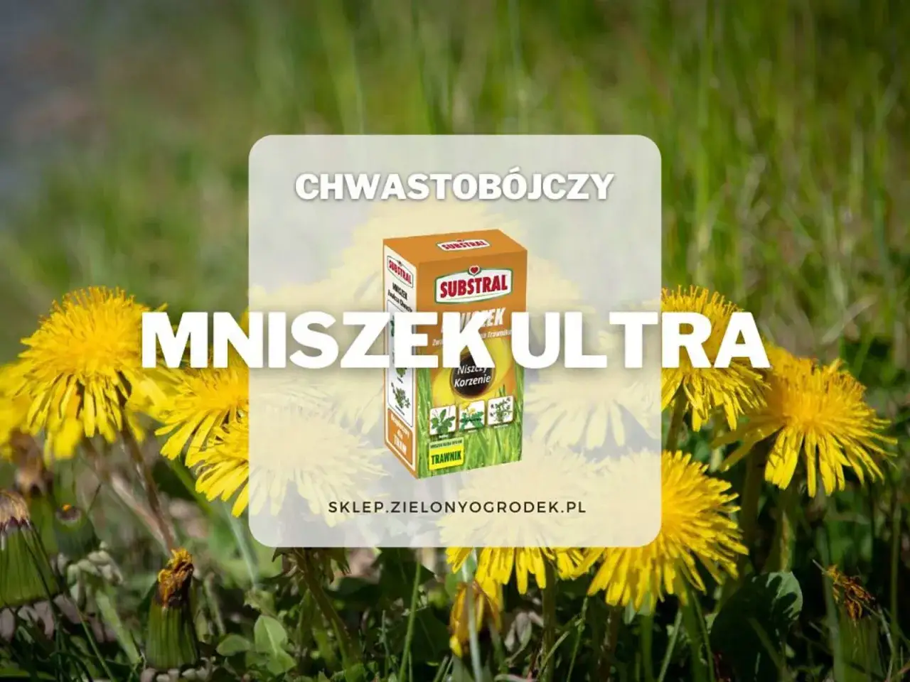 Mniszek lekarski na trawniku