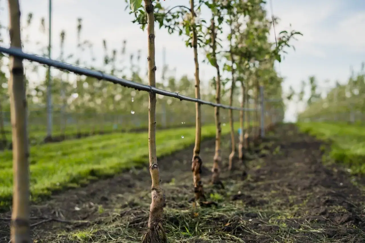 Filari di giovani alberi in un frutteto, con irrigazione a goccia. Il terreno scuro e ricco suggerisce diversi tipi di suolo adatti alla crescita.