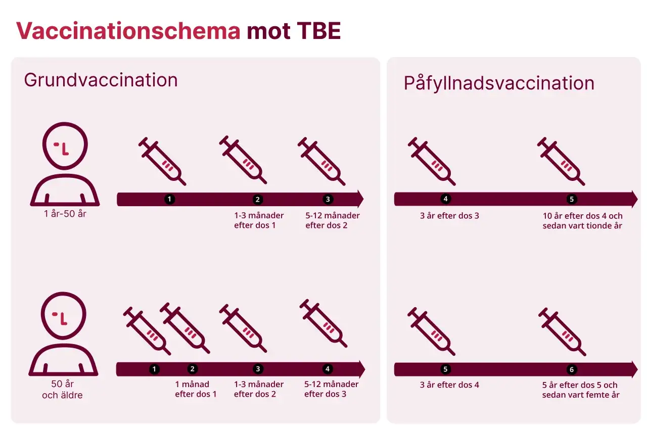 Schema f&ouml;r tbe vaccin ammar. Grundvaccination och p&aring;fyllnadsvaccination visas med sprutor och tidsintervall.