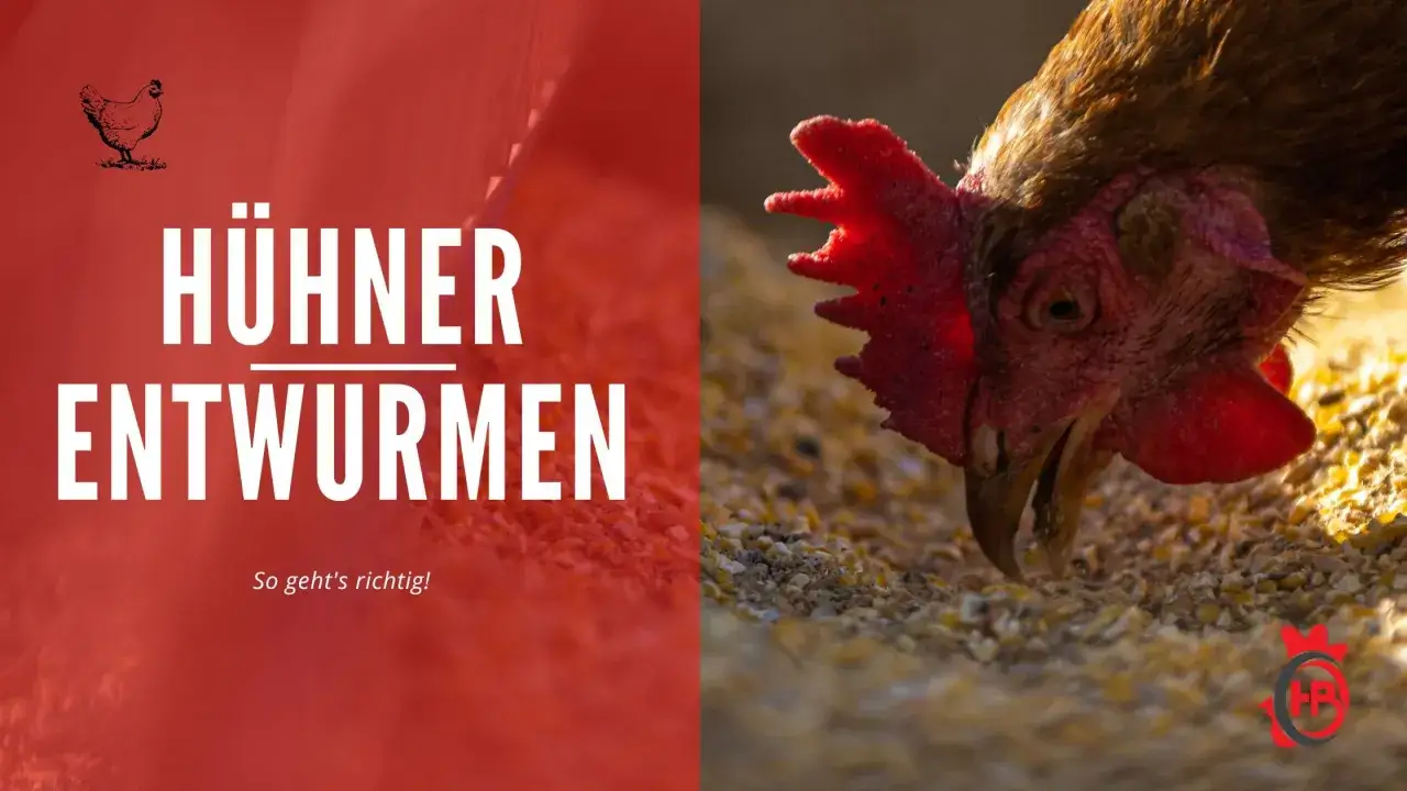 Hühner entwurmen: Ein Huhn frisst Körner. Spulwürmer können Hühner befallen, aber mit der richtigen Behandlung bleiben sie gesund.