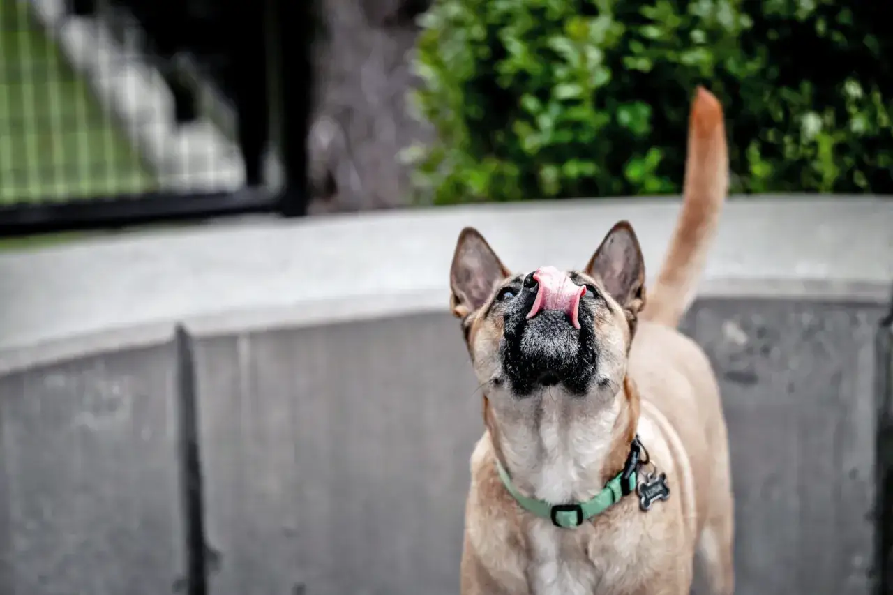 A tan dog with a green collar is licking the air, its pink tongue extended.