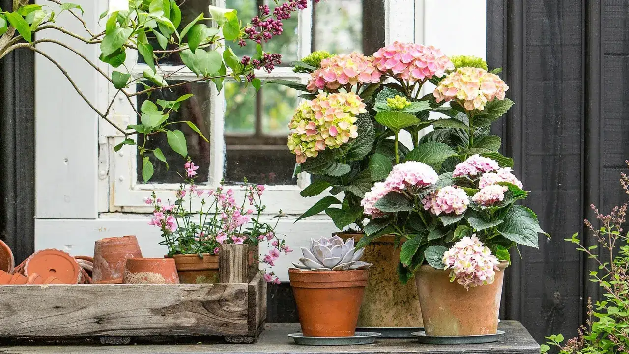 Vackra hortensior i krukor blommar vid ett gammalt f&ouml;nster. En liten suckulent och andra blommor kompletterar scenen.