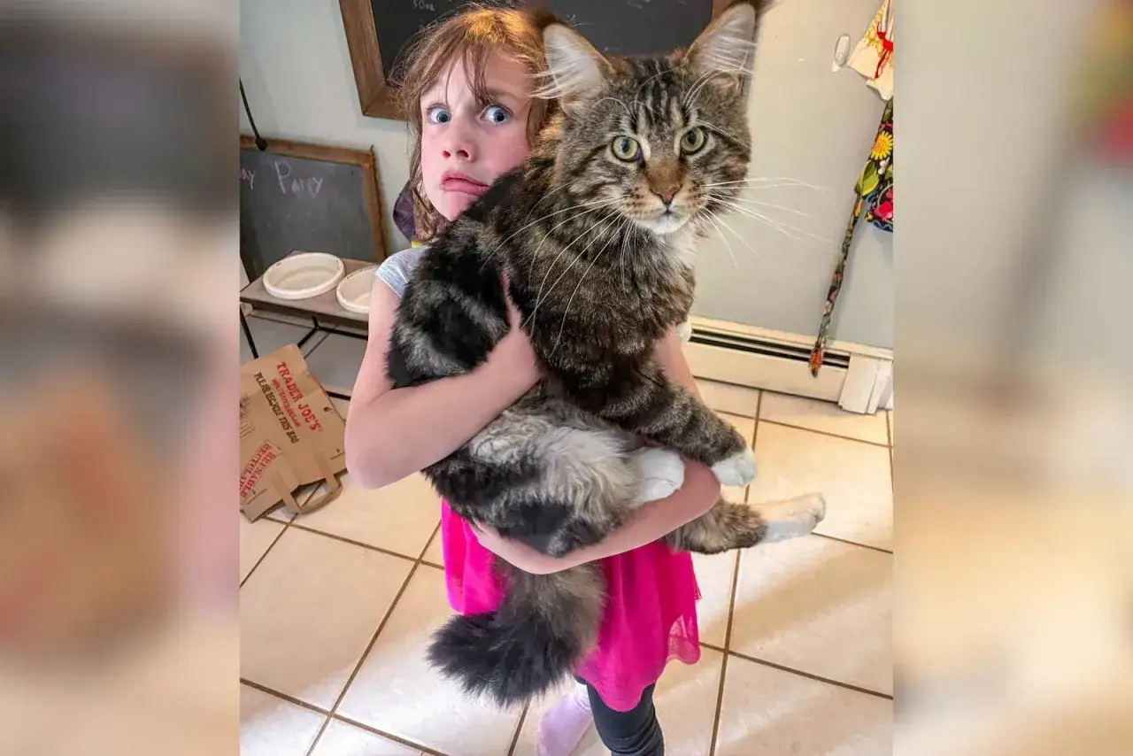 Niña sorprendida abraza a un maine coon gigante, su pelaje atigrado y cola esponjosa parecen un peluche.