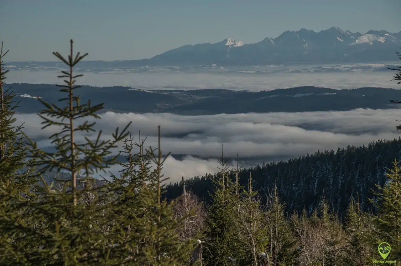 Widok na Tatry z mgłą w dolinach. W oddali widać ośnieżone szczyty. Przed planem rosną świerki, idealne na polica szlaki.