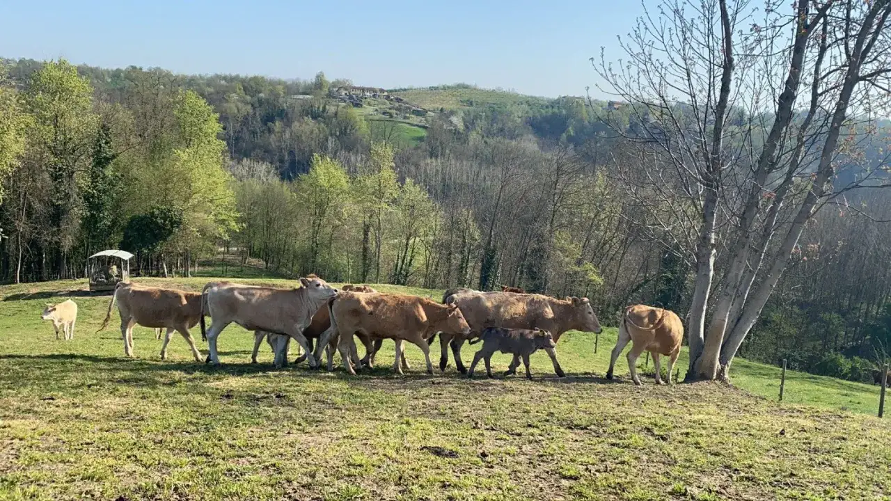 Un gregge di mucche e vitelli pascola in un prato verde, un'immagine che evoca il significato di zootecnico: cura e allevamento di animali da fattoria.