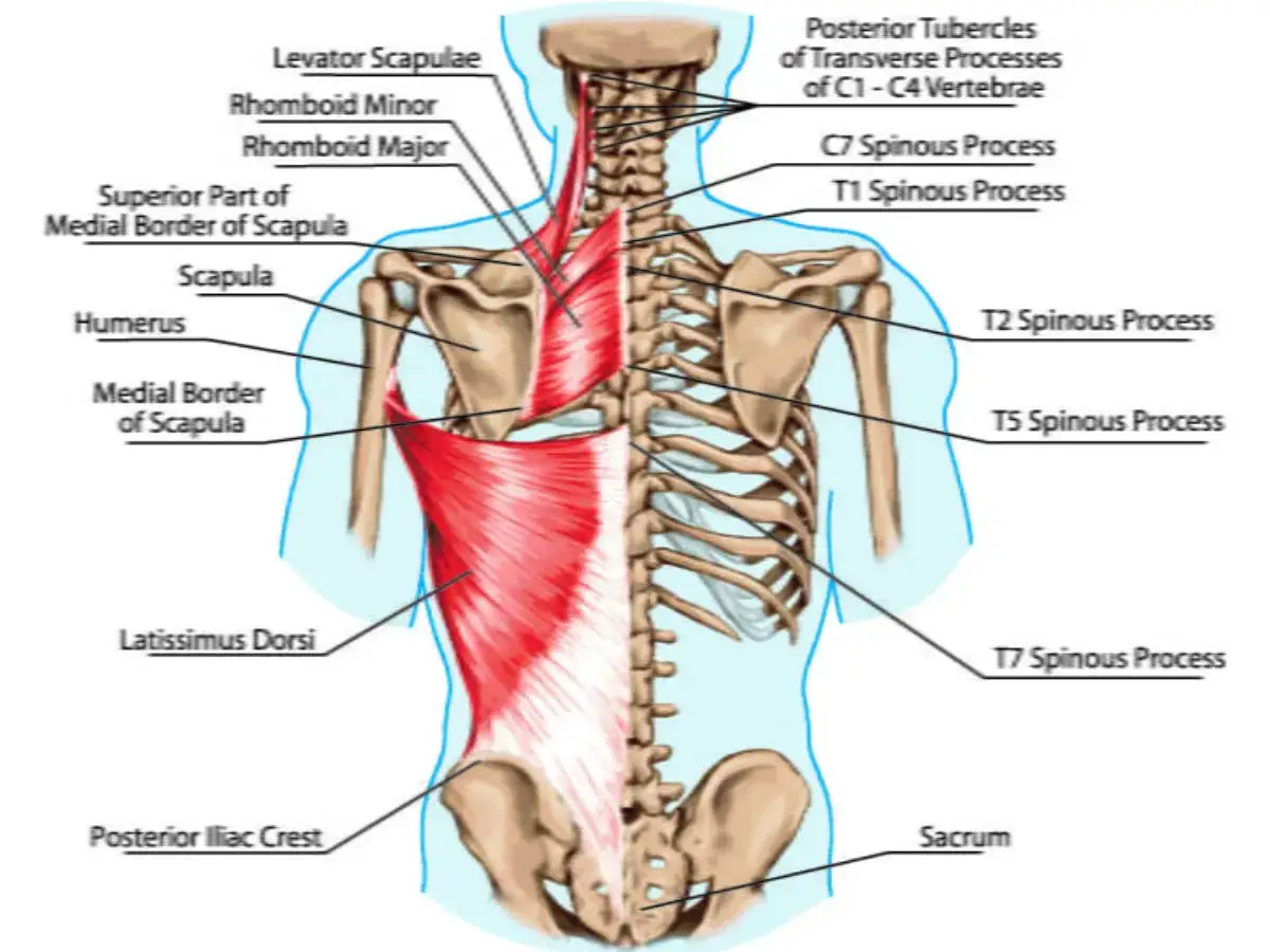 Rückenansicht der Muskulatur: Der Levator Scapulae zieht vom Nacken zum Schulterblatt. Rhomboiden und Latissimus Dorsi sind ebenfalls sichtbar.