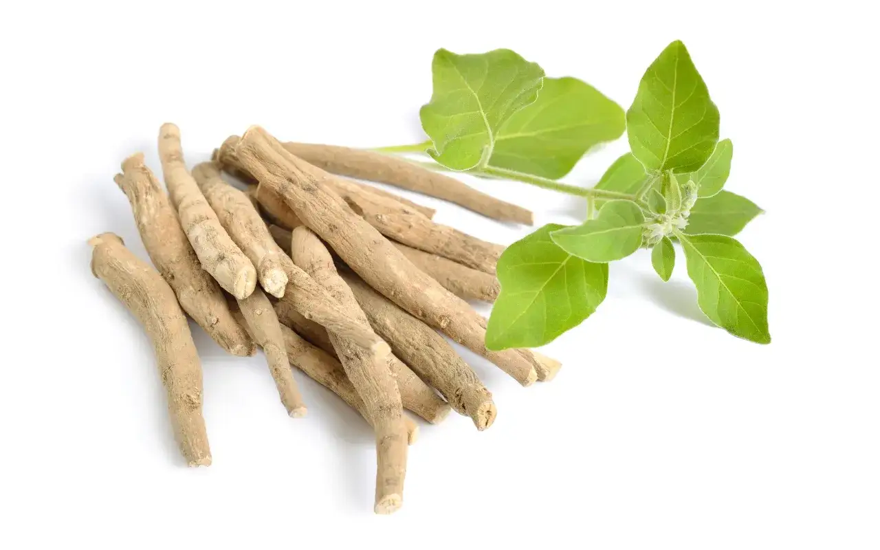 Ashwagandha roślina i korzeń