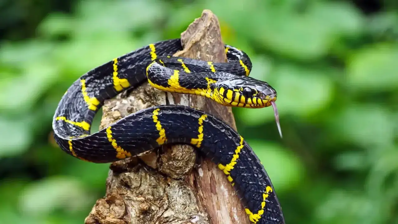 Serpiente negra con rayas amarillas, como soñar con serpientes que no te hacen nada, en un tronco.