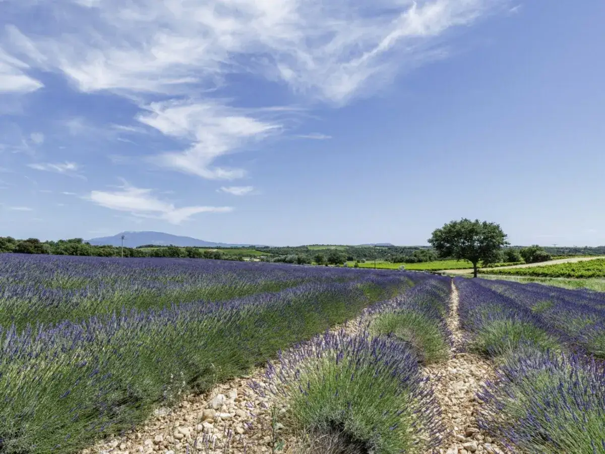 Champ de lavande &agrave; perte de vue sous un ciel bleu parsem&eacute; de nuages. Un arbre solitaire se dresse au milieu de ce paysage proven&ccedil;al.